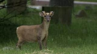 Reading Muntjac deer attacks prompt dog warning - BBC News