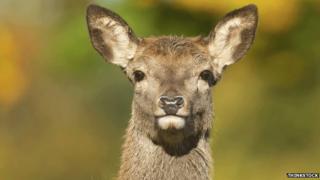 Red deer