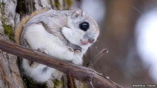 A Siberian flying squirrel