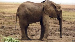 A desert elephant walks in the north of Mali, known as the Gourma area, on 26 May 2010