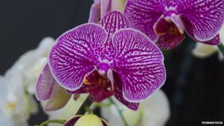 An orchid