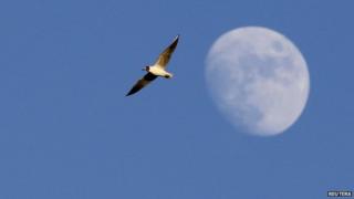 A bird and the Moon