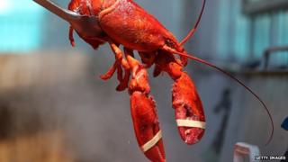 A steamed lobster is pulled from a pot.