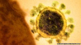 Mers virus