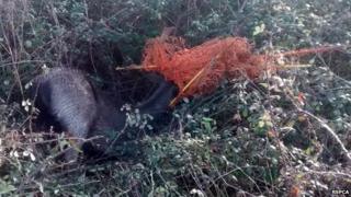 Stag tangled in electric fencing