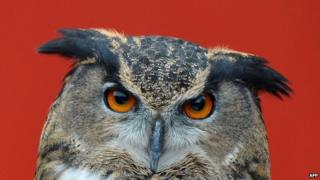 A European Eagle owl during the annual stocktake at ZSL London Zoo in central London.