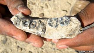Fossil jawbone