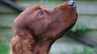 Jagger the setter
