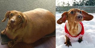 Dennis, a miniature dachshund, lost more than 75% of his body weight