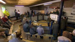 Melton Livestock Market