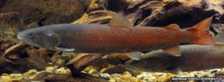 A Danube salmon