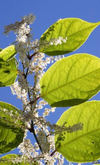 Japanese knotweed (Image: Science Photo Library)