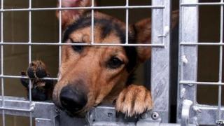 Stray dogs