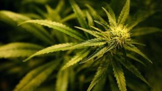 Cannabis plant