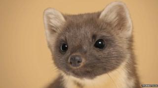 Pine marten