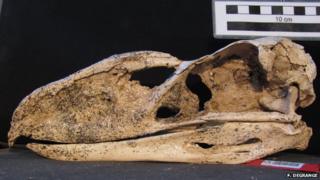 terror bird skull