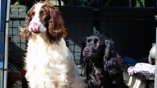 Spaniels Skye and Ruby