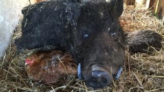 boar and eggs