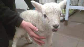 Lamb