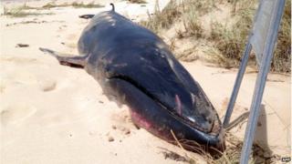 A dead Omura's whale on a beach near Exmouth, Western Australia. 14 Apr 2015