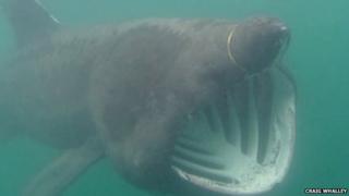 Basking shark in Manx waters
