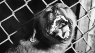 Dog with rabies
