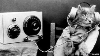 cat listening to old fashioned radio