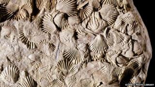 Brachiopods