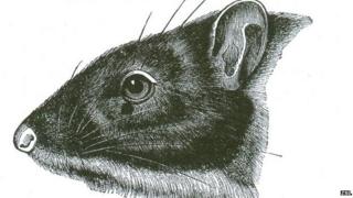 Rice rat