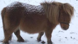 Shetland pony