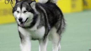 Alaskan Malamute