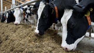 Коровы кормятся на немецкой ферме - файл фото