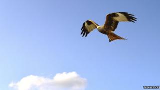 Red kite