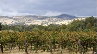 Виноградник в долине Баросса недалеко от Аделаиды, Австралия