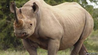 The threatened black rhino
