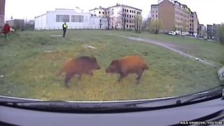 The two boar with a police officer in the background