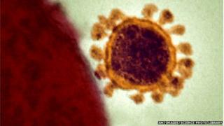 MERS or Middle East Respiratory Syndrome virus