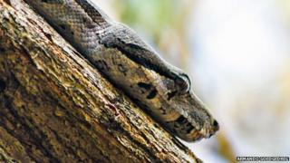 A snake in a tree