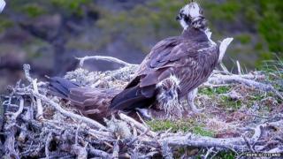ospreys