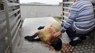 Dead lamb
