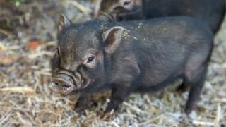 Micro pig