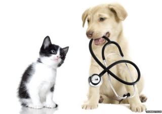 A puppy and kitten