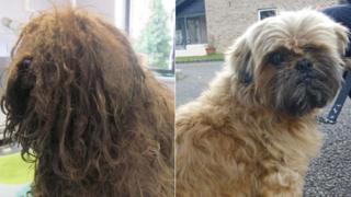 Matted dog (before and after)