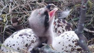 Gweilch y dyfi'n deor