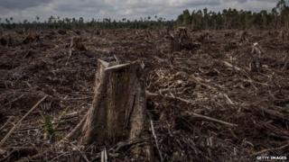 A view of stumps in a recently deforested area owned by a subsidiary of the April group (picture from July 2014)