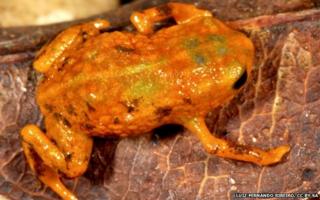 orange frog with brown and green blotches
