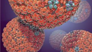 Herpes simplex virus