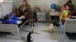 A family sits on hospital beds surrounded by cats