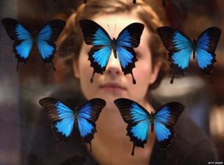 Коллекция бабочек