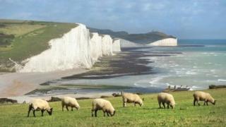 Seven Sisters cliffs and sheep